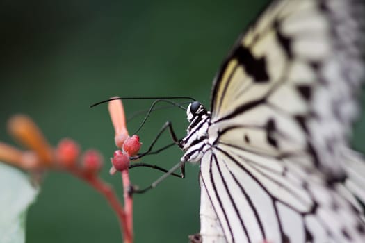 Tree Nymph