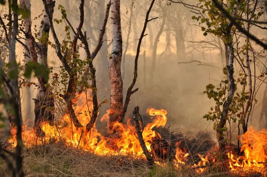 Fire in the Schleswig-Holstein Dosenmoor