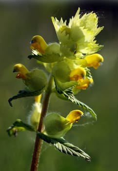 (Rhinanthus minor)