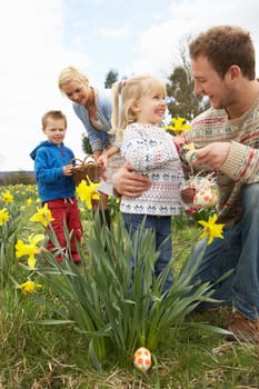 Family On Easter Egg Hunt In Daffodil Field