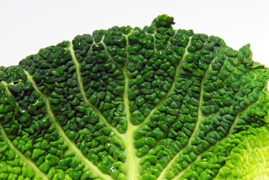 cabbage