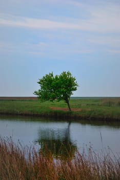 tree by river in bare surroundings
