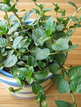 Chocolate mint in a herb pot