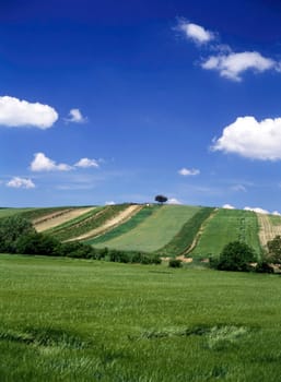 Field of grapevine
