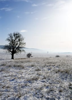 Winter landscape