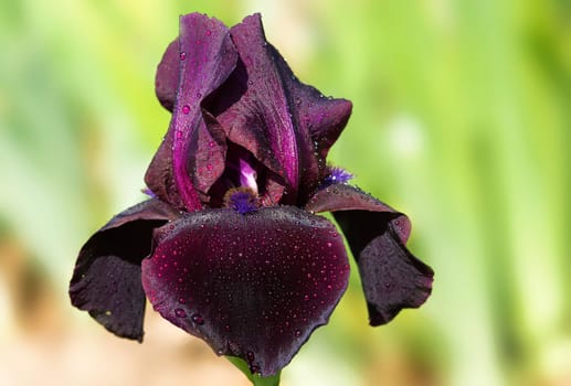 Iris germanica Baldwin