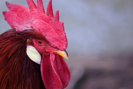 Italian Rooster