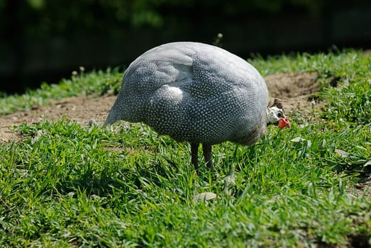 guinea fowl