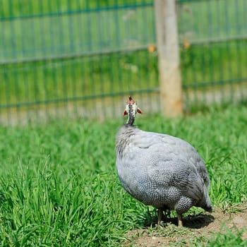 guinea fowl