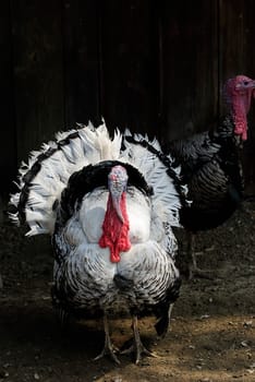 Bronze turkey