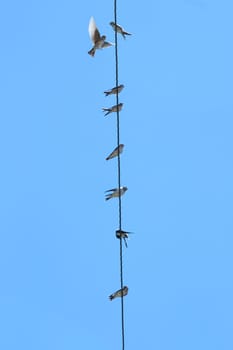 A flock of house martins perched on a cable before migration