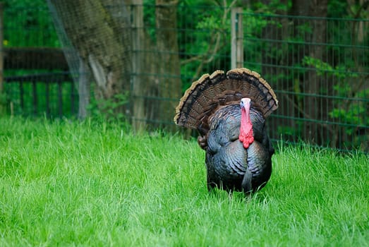 Bronze turkey