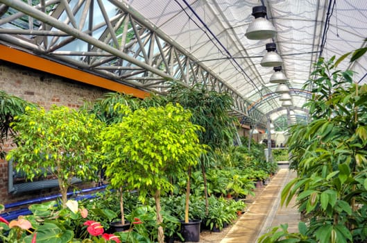 Flowers in modern greenhouse
