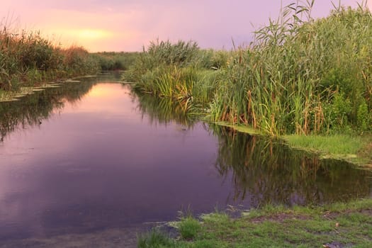sunrise on a lake with green reeds
