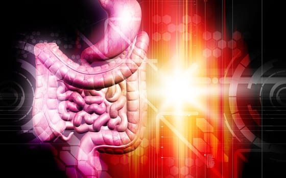 Digital illustration of human digestive system in colour background