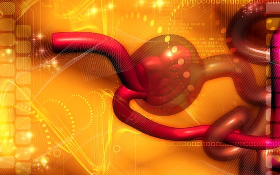 Digital illustration of nephron in colour background
