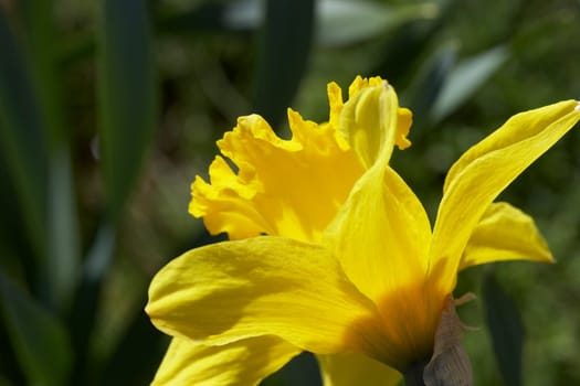Close Up Of Daffodil Flower