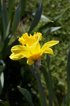Close Up Of Daffodil Flower