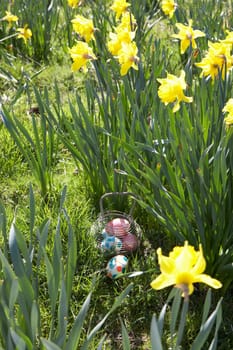 Easter Eggs Hidden For Hunt In Daffodil Field