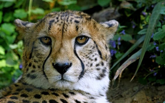 Cheetah Portrait