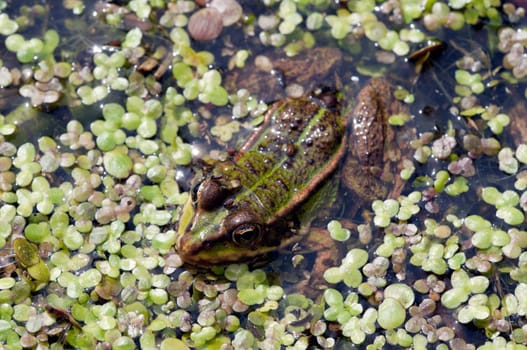 Pond frog in the swamp between swamp plants