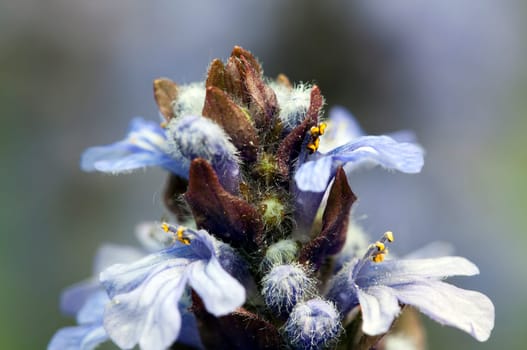 Creeping bugle - in a close-up