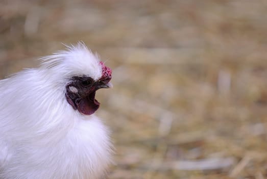 White silk chicken