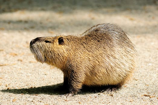 nutria