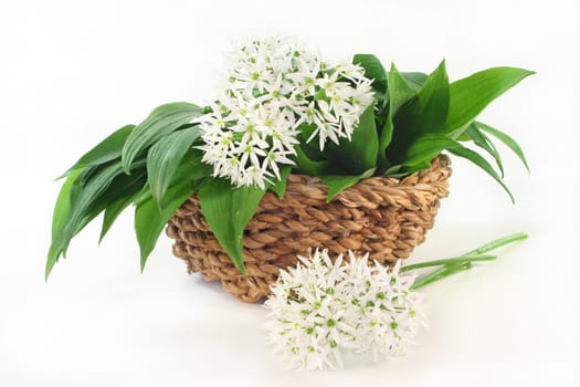 fresh wild garlic leaves with flowers in a basket