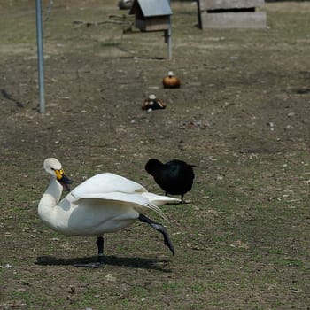 tundra swan