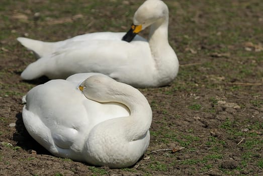 tundra swan