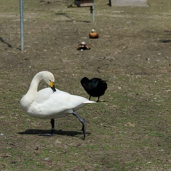 tundra swan
