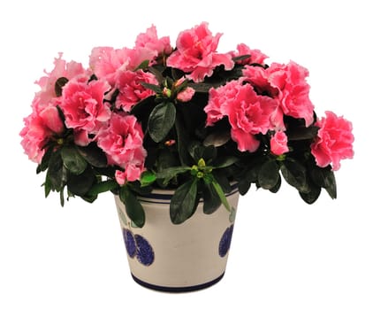 Blossoming plant of azalea in flowerpot isolated on white.