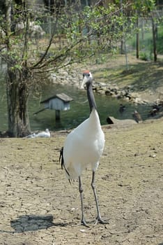 sacred ibis