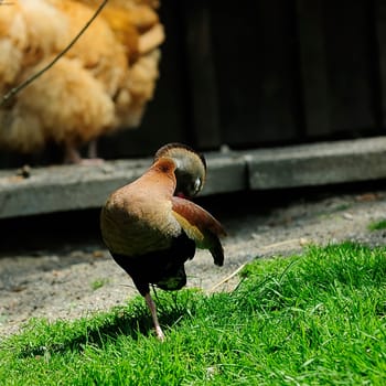 Autumn Whistling Goose