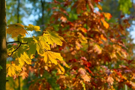 a tree or shrub with lobed leaves, winged fruits, and colorful autumn foliage, grown as an ornamental or for its timber or syrupy sap