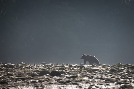 A young grizzly bear searching for food along a rocky river bank in fall at Khutze River, near Khutze Inlet, British Columbia