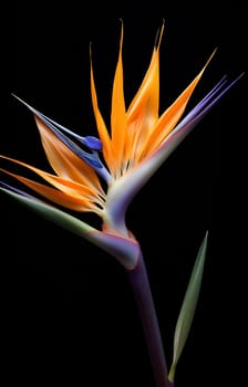 Flower blue strelitzia gardening orange floral bird plant botany green paradise nature exotic blossom tropic beauty bloom flora