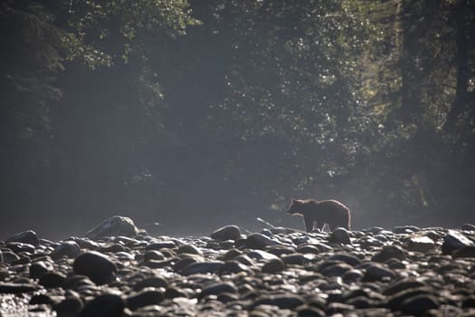 A young grizzly bear searching for food along a rocky river bank in fall at Khutze River, near Khutze Inlet, British Columbia