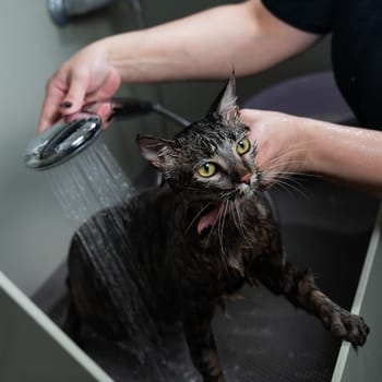 Woman washing a tabby gray cat in a grooming salon