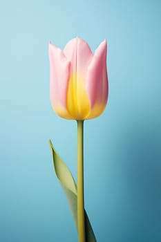 Bloom beauty floral bouquet holiday green leaf tulip springtime bright nature petal season colorful blossom plant flower pink spring background