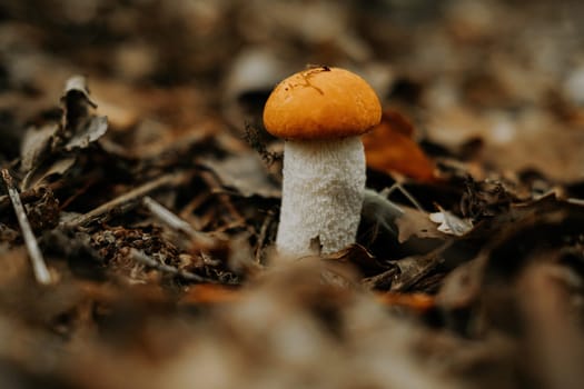 Edible mushroom Leccinum aurantiacum, Orange red capped scaber boletus in forest. High quality photo