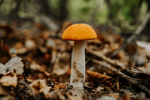Edible mushroom Leccinum aurantiacum, Orange red capped scaber boletus in forest. High quality photo