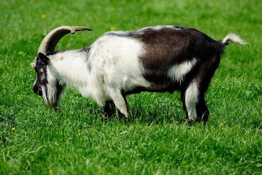 Cashmere goat