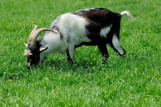 Cashmere goat