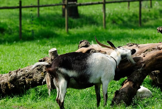 Cashmere goat