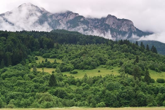 green forest near a mountain in clouds