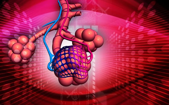 Digital illustration of alveoli in colour background