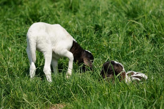 Somali sheep