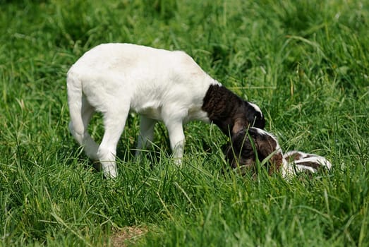 Somali sheep
